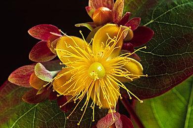 Fami通新一周销量榜 《宝可梦传说：阿尔宙斯》登顶